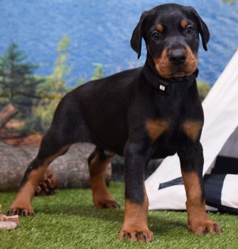 doberman puppies for sale