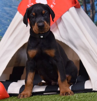 doberman puppies for sale
