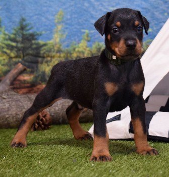 doberman puppies for sale