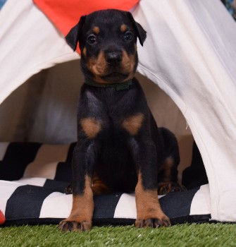 doberman puppies for sale