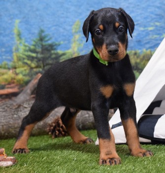 doberman puppies for sale