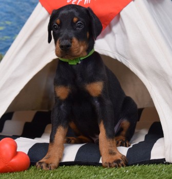 doberman puppies for sale
