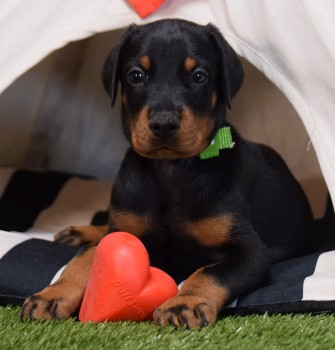 doberman puppies for sale