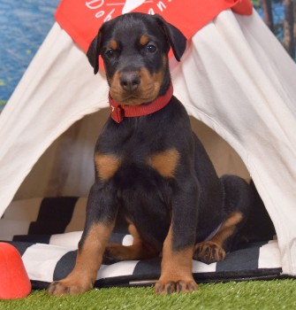 doberman puppies for sale