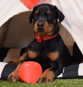 doberman puppies for sale