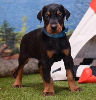 doberman puppies for sale