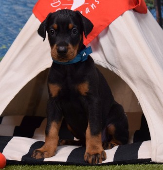 doberman puppies for sale