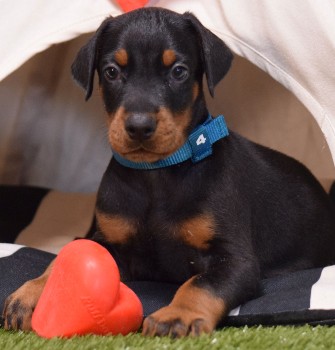 doberman puppies for sale