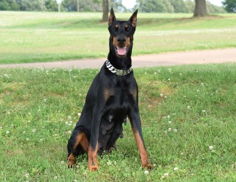 doberman female