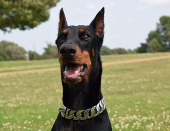 doberman female