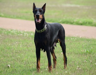 doberman female