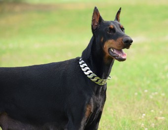 doberman female