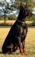 doberman stud service