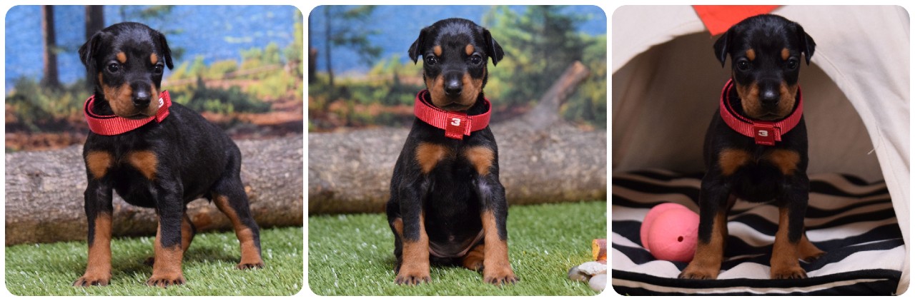 black female doberman puppy