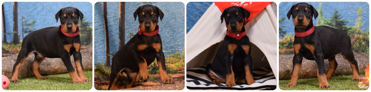 black female doberman puppy black female doberman puppy