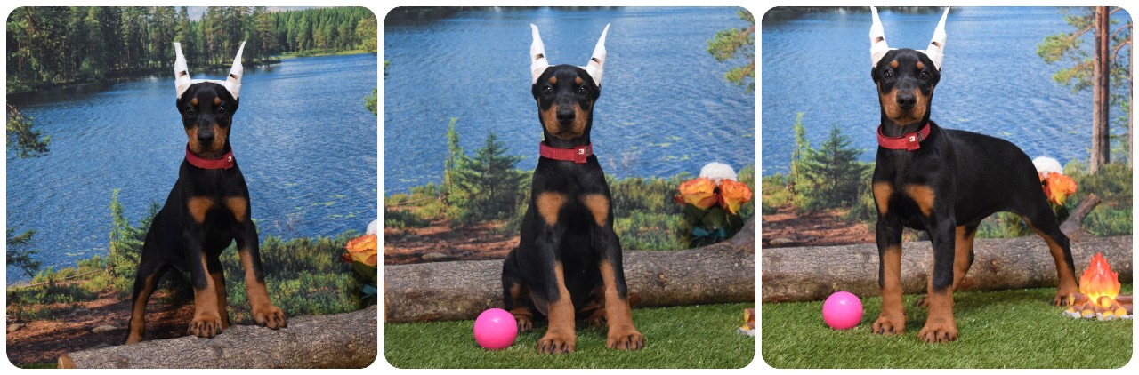 black female doberman puppy