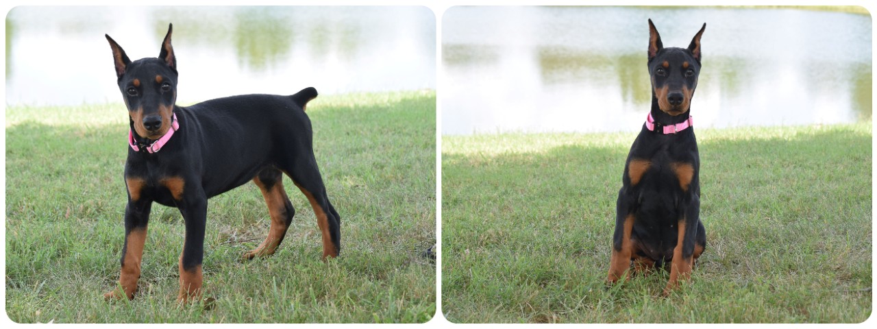 black female doberman puppy