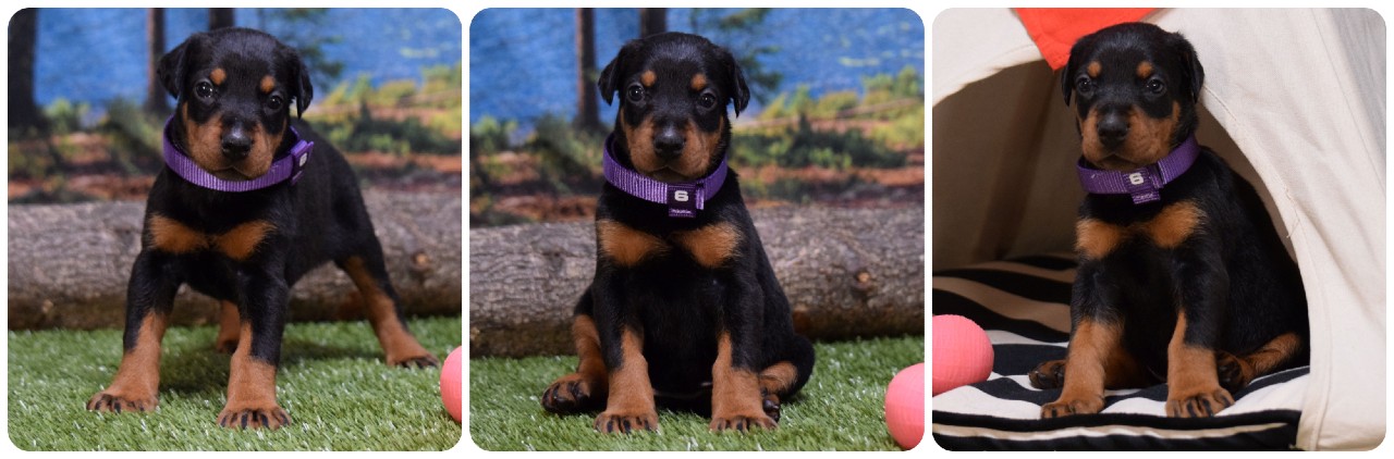 black female doberman puppy