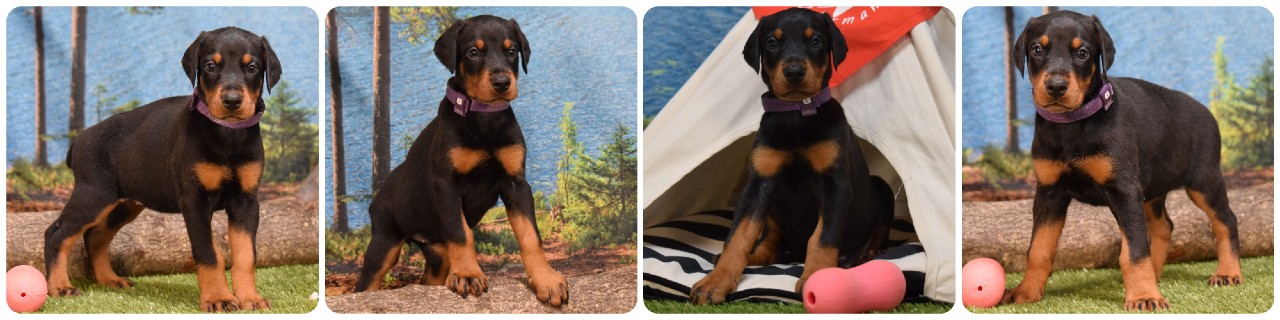black female doberman puppy