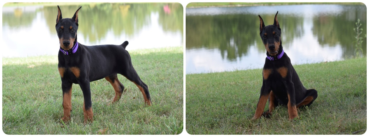 black female doberman puppy