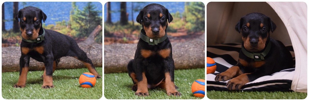 black male doberman puppy green collar