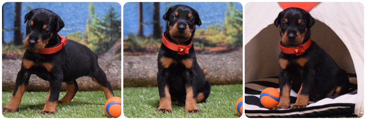 black male doberman puppy green collar