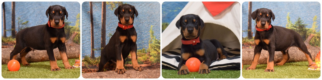 black male doberman puppy black male doberman puppy green collar