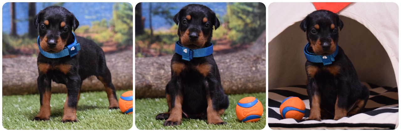 black male doberman puppy