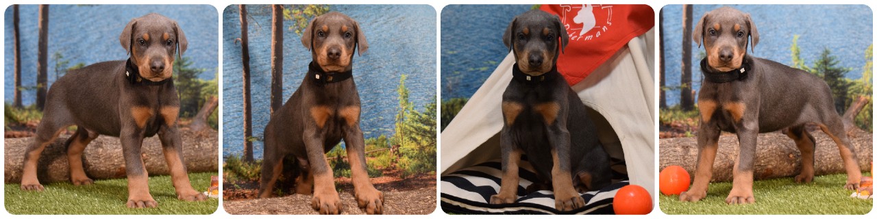 blue male doberman puppy