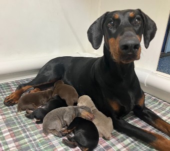 doberman puppies for sale