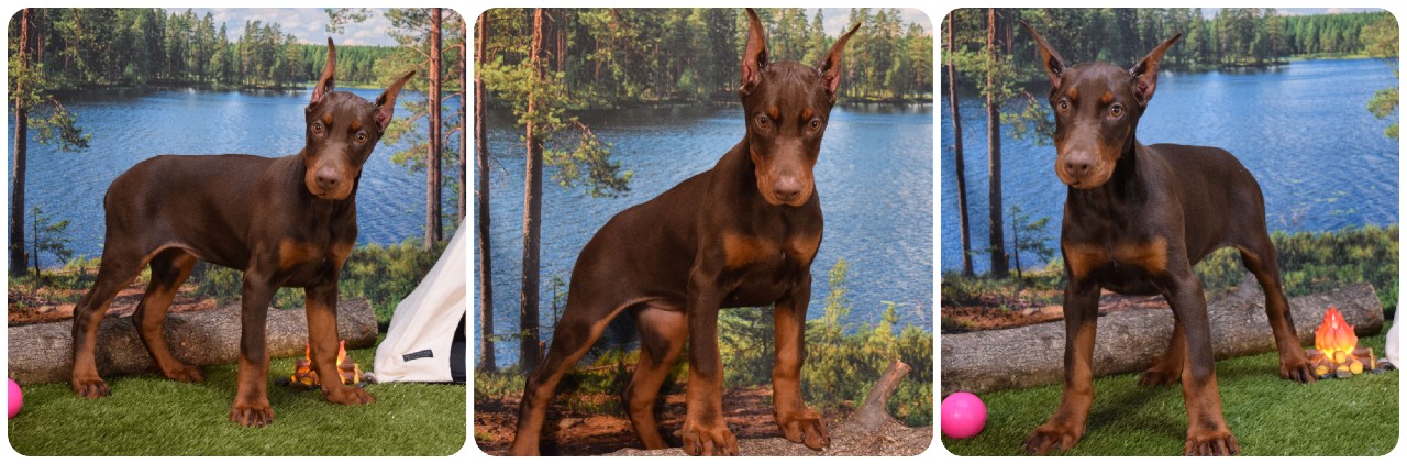 picture of doberman puppies