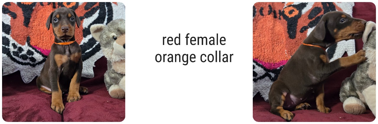 red female doberman puppy picture of doberman puppies