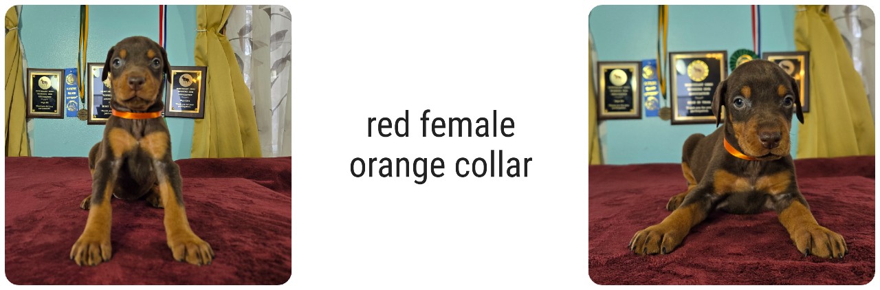 red female doberman puppy picture of doberman puppies