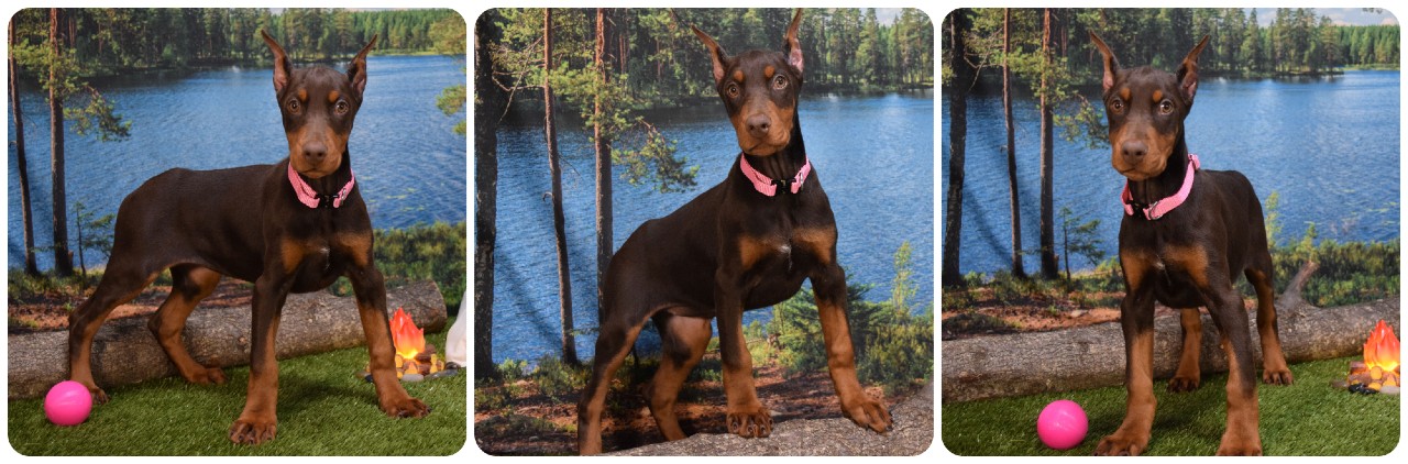 red doberman female puppy with pink collar