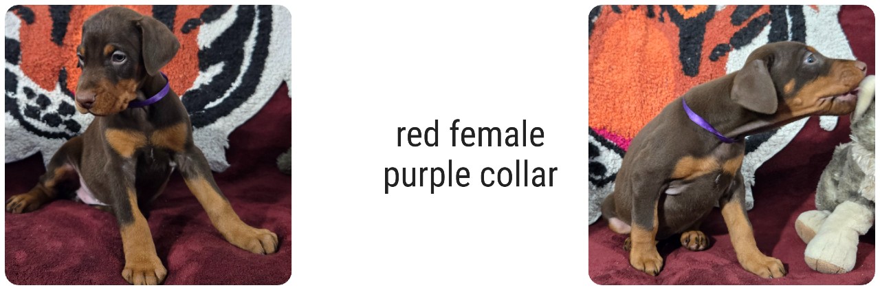 red female doberman puppy picture of doberman puppies