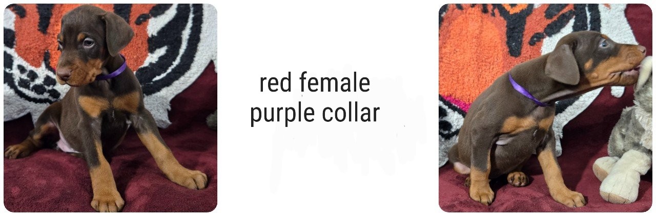 red female doberman puppy picture of doberman puppies