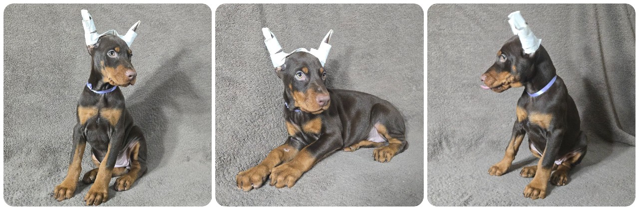 red female doberman puppy picture of doberman puppies