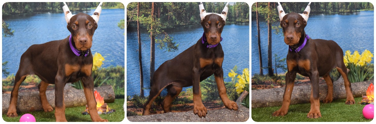 red female doberman puppy red female doberman puppy with purple collar