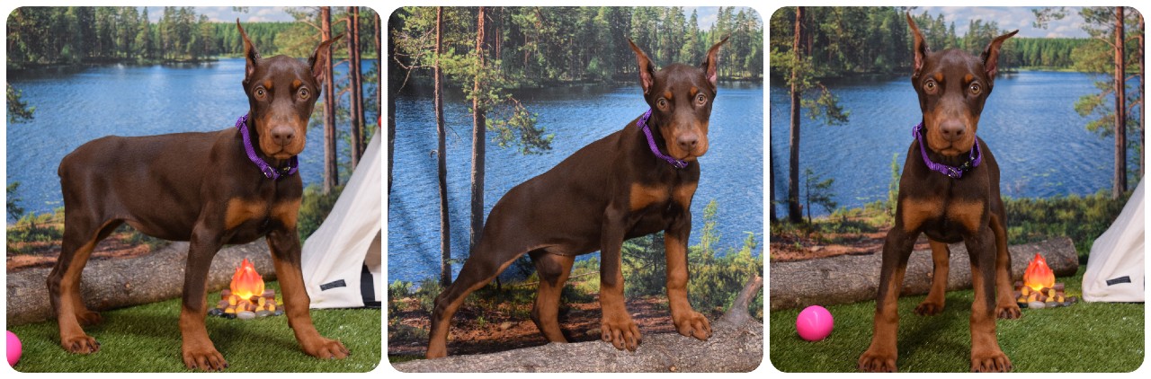 red female doberman puppy red female doberman puppy with purple collar
