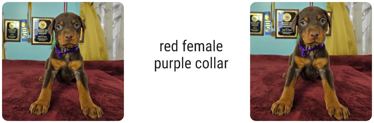 red female doberman puppy picture of doberman puppies