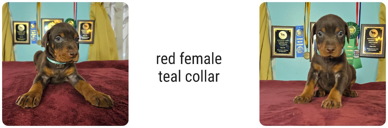 red female doberman puppy picture of doberman puppies