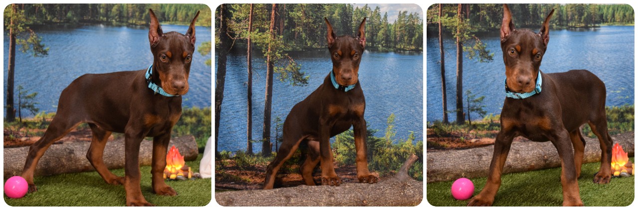 red female doberman puppy red female doberman puppy with teal collar