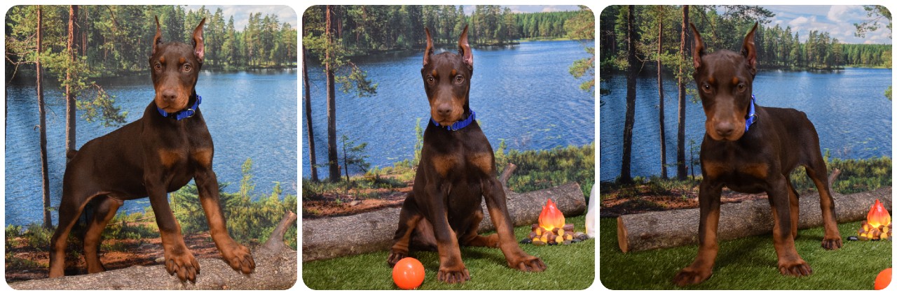 picture of doberman puppies