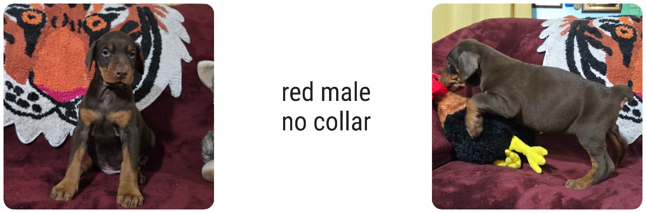 picture of doberman puppies