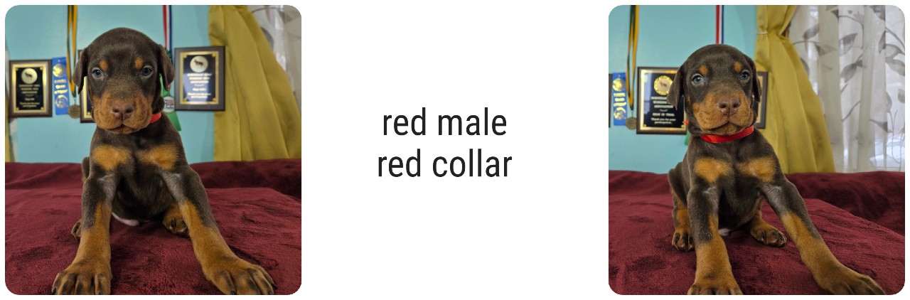 red male doberman puppy picture of doberman puppies