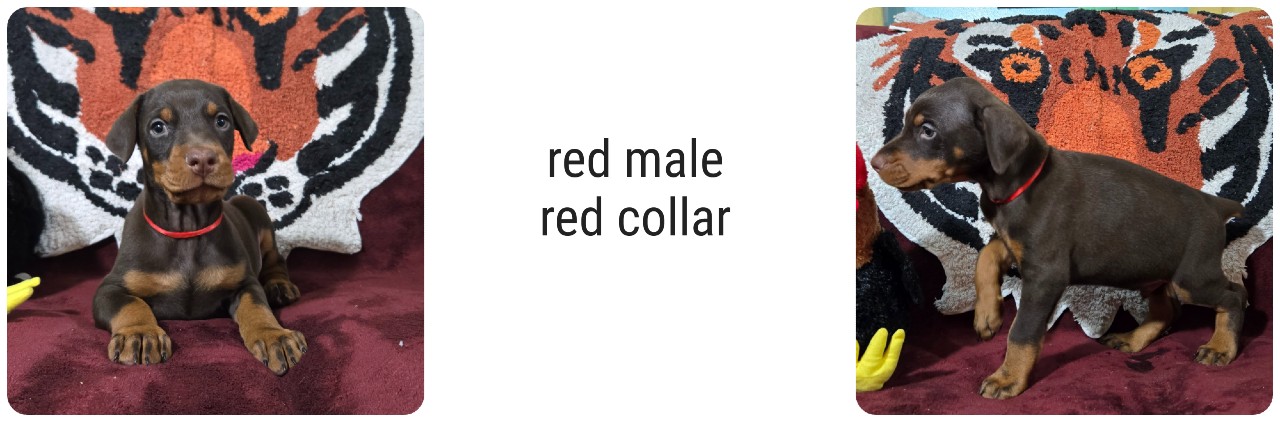 red male doberman puppy picture of doberman puppies