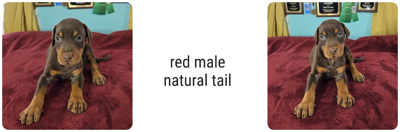 picture of doberman puppies