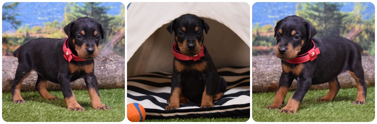 picture of doberman puppies