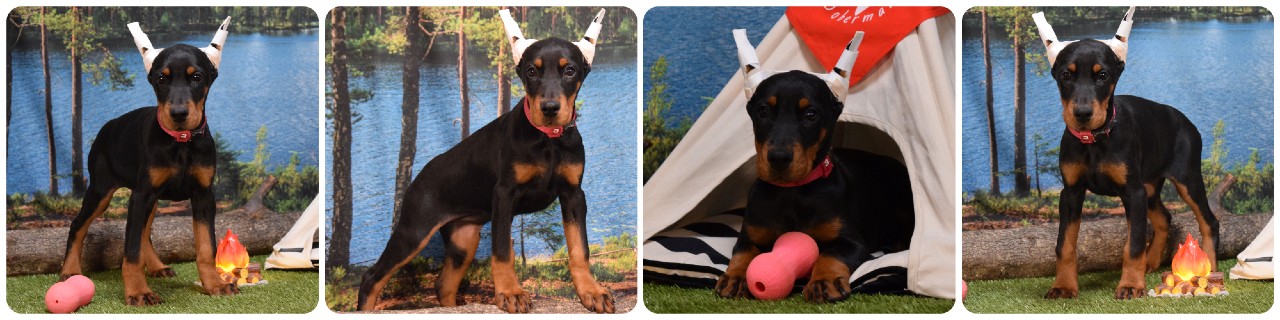 picture of doberman puppies