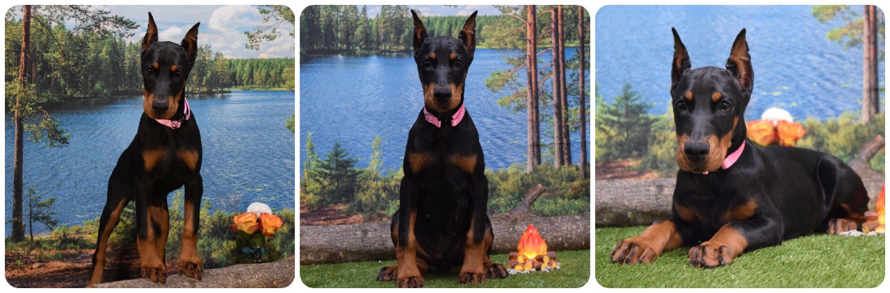 picture of doberman puppies